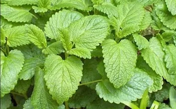 Lemon balm